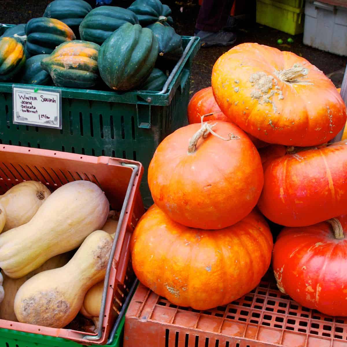 Winter squash in crates.