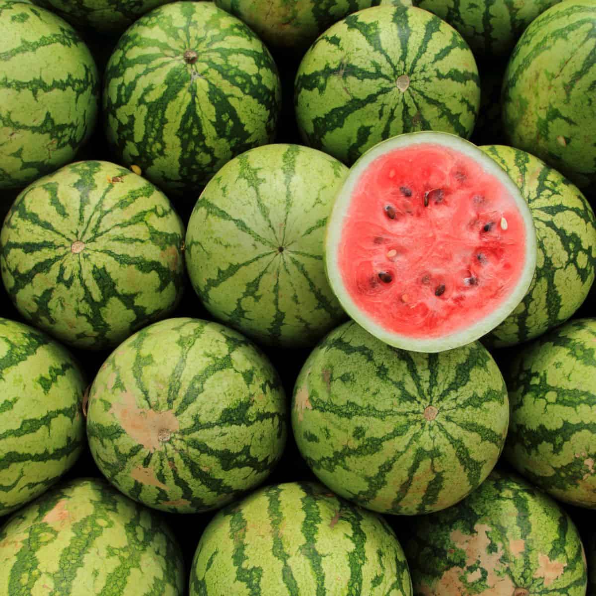 Fresh watermelons with one cut slice.